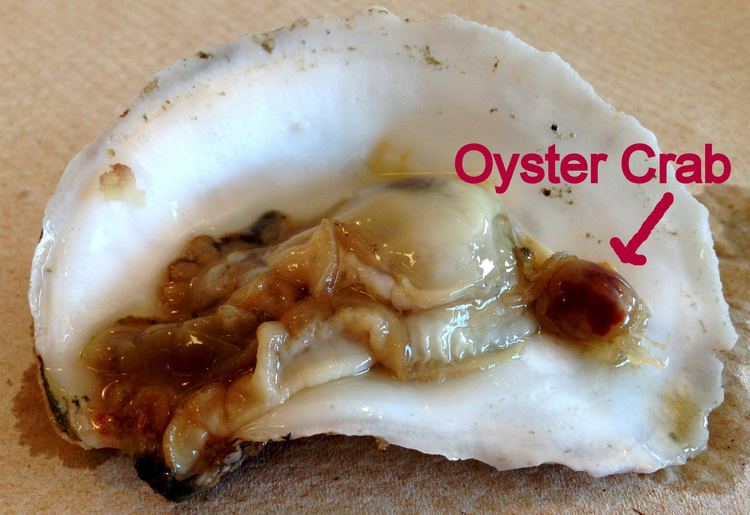 Oyster crab Oyster Crabs Crab Blab