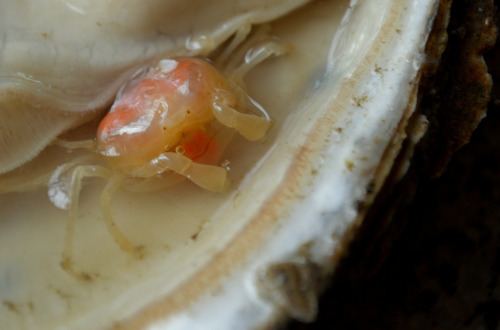 Oyster crab What are pea crabs and why are they in my oysters Pangea