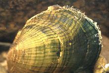 Oyster mussel httpsuploadwikimediaorgwikipediacommonsthu