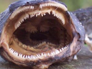 Oyster toadfish A Trip Down an Oyster Toadfish39s Fangtastic Mouth Featured Creature