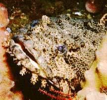 Oyster toadfish httpsuploadwikimediaorgwikipediacommons99