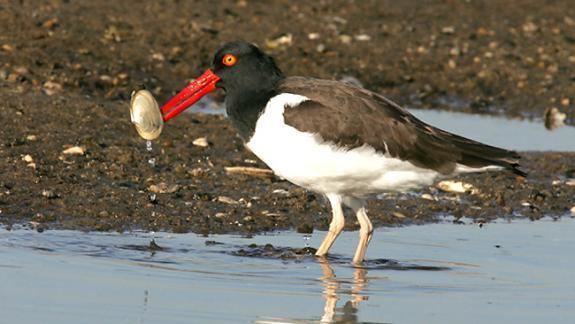 Oystercatcher Endangered and Threatened Wildlife of New Jersey Species Spotlight