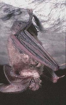 Ozark big-eared bat httpsuploadwikimediaorgwikipediacommonsthu