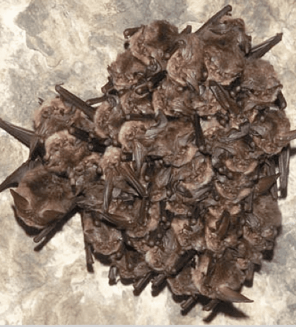 Ozark big-eared bat Ozark bigeared bat