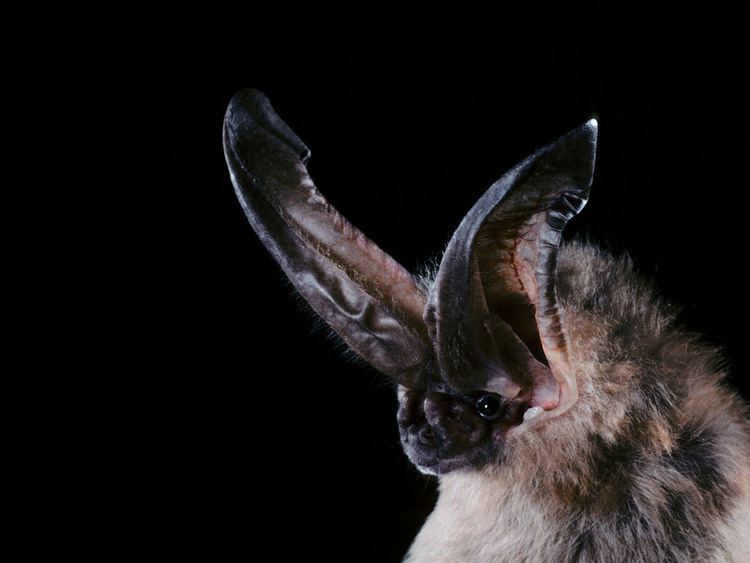 Ozark big-eared bat Ozark BigEared Bat National Geographic