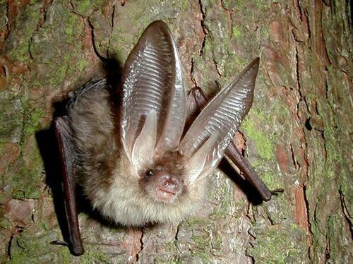Ozark big-eared bat Wildlife Alert 5 Ozark BigEared Bat Science Amino