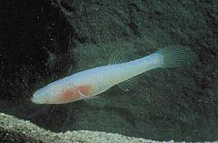 Ozark cavefish Ozark cavefish Wikipedia