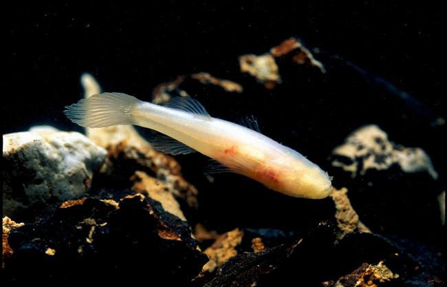 Ozark cavefish Ozark Cavefish Encyclopedia of Arkansas