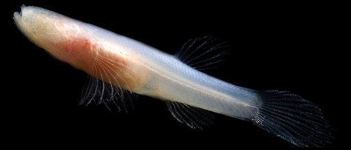 Ozark cavefish Ozark cavefish BIO 203