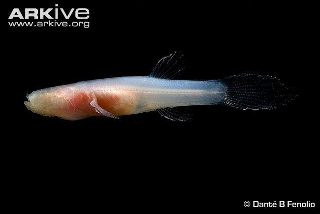 Ozark cavefish cdn2arkiveorgmediaACACBECBFD4022460DAB888