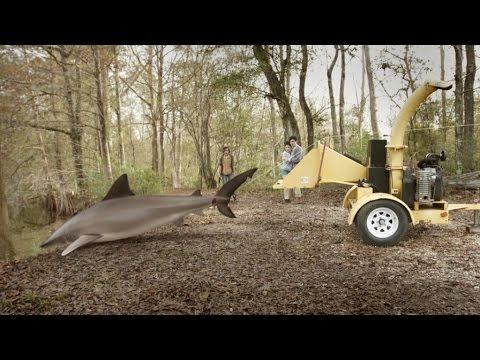 Ozark Sharks Ozark Sharks 2016 Trailer YouTube