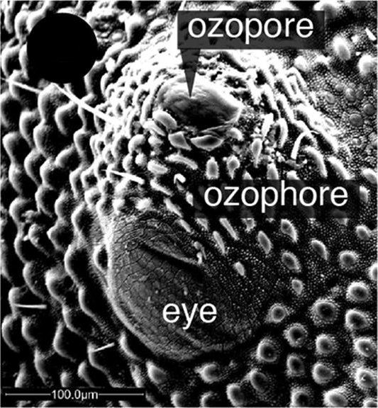 Ozopore