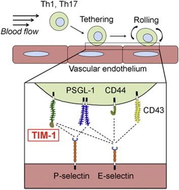 P-selectin TIM1 Glycoprotein Binds the Adhesion Receptor PSelectin and