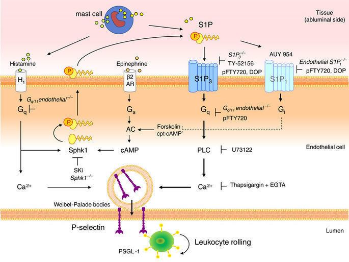 P-selectin Sphingosine1phosphate receptor 3 promotes leukocyte rolling by