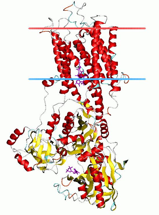 P-type ATPase