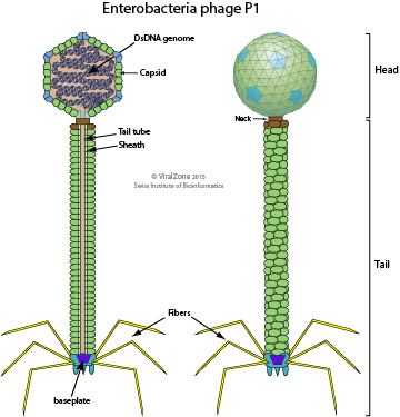 P1 phage educationexpasyorgimagesPunalikevirusvirionjpg