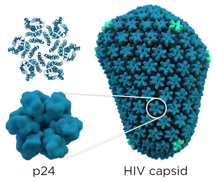 P24 capsid protein