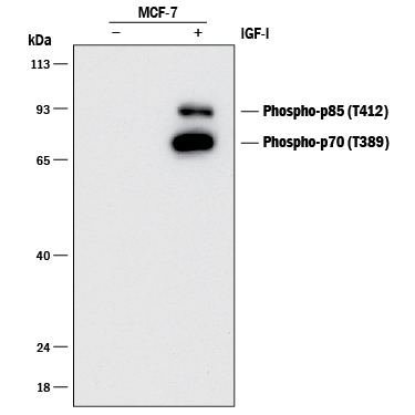 P70-S6 Kinase 1 Human Phosphop70 S6 Kinase T389 Antibody MAB8963 RampD Systems