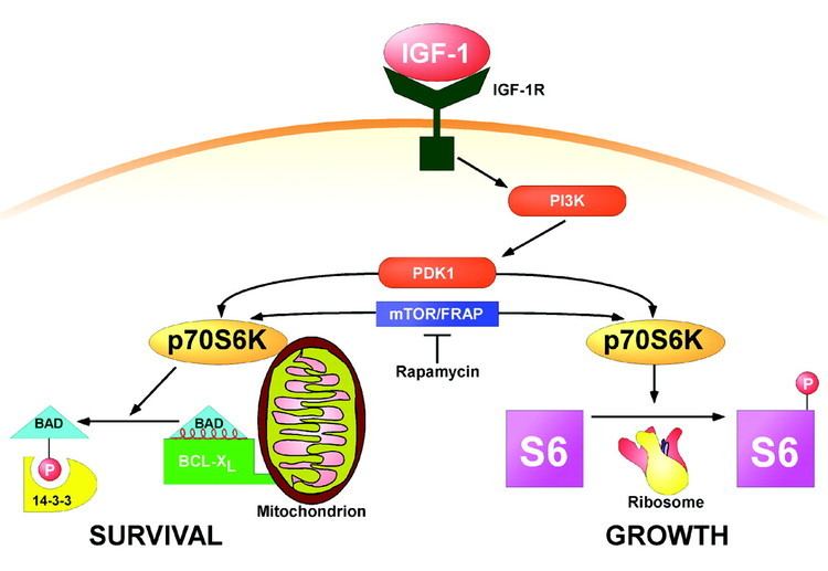 P70-S6 Kinase 1 p70S6 kinase signals cell survival as well as growth inactivating