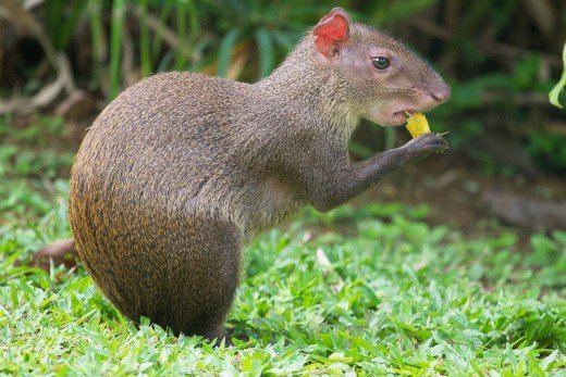 Paca Rodents of South America The Agouti and the Paca PetHelpful
