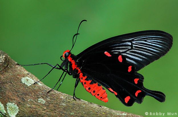 Pachliopta aristolochiae ButterflyCircle Checklist