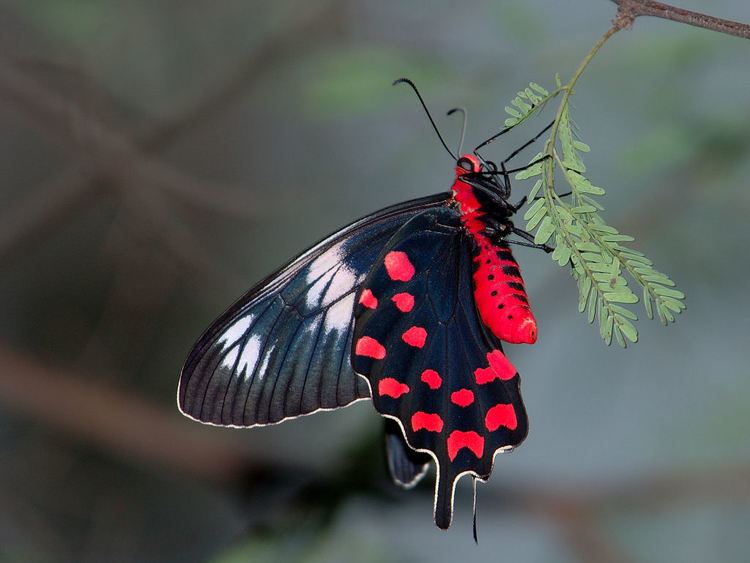 Pachliopta hector Redbodied swallowtail Wikipedia