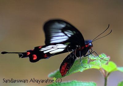 Pachliopta jophon Ceylon Rose Pachliopta jophon Sandaruwan Abayaratne Flickr