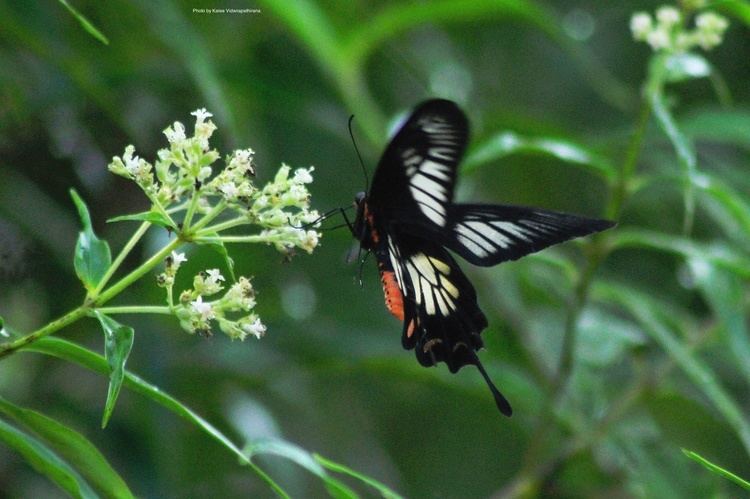 Pachliopta jophon Butterflies ltbrgt Papilionidae Swallowtails ltbrgt Subfamily