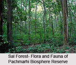 Pachmarhi Biosphere Reserve wwwindianetzonecomphotosgallery932SalFores