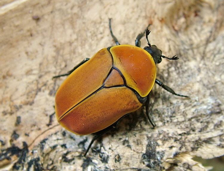 Pachnoda Flower Beetles Pachnoda Pachnodella