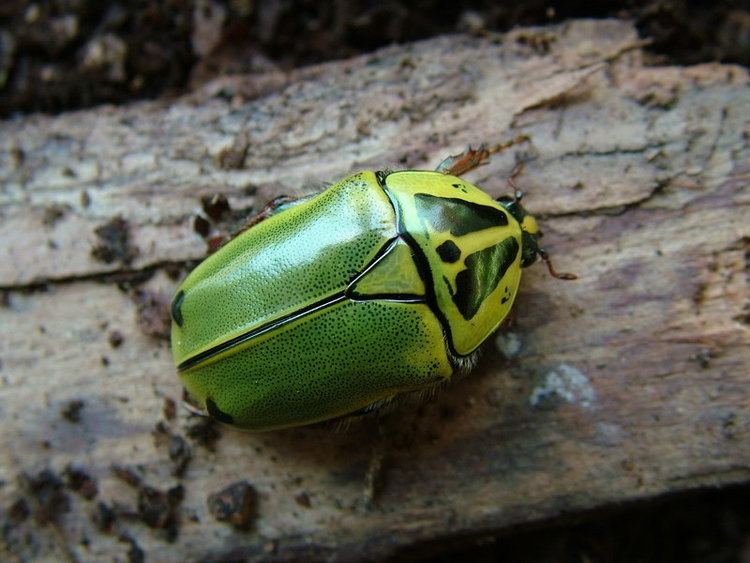 Pachnoda Flower Beetles Pachnoda Pachnodella