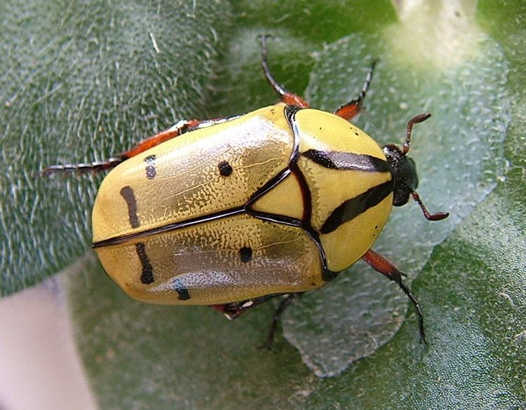 Pachnoda Flower Beetles Pachnoda Pachnodella