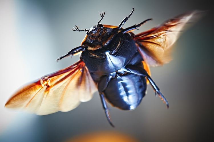 Pachnoda marginata Pet beetle Pachnoda marginata peregrina Pachnoda margina Flickr