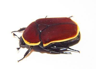 Pachnoda marginata Image Pachnoda marginata marginata Sun Beetle BioLibcz