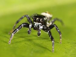 Pachomius (spider) httpsuploadwikimediaorgwikipediacommonsthu