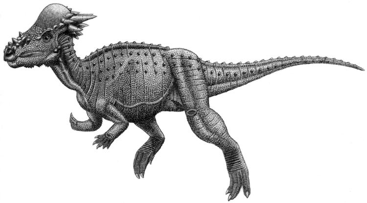 Pachycephalosauria FilePachycephalosauria jmallonjpg Wikimedia Commons