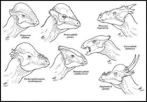 Pachycephalosauria pachycephalosauria DeviantArt