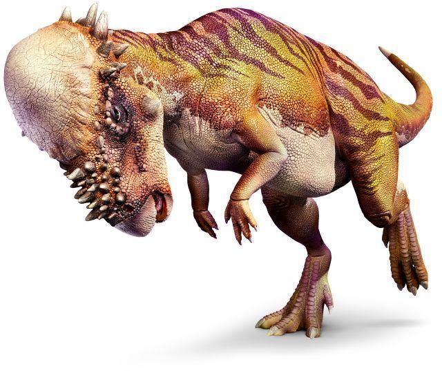 Pachycephalosaurus rescloudinarycomdkfindoutimageuploadq80w