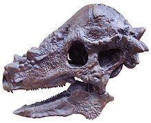 Pachycephalosaurus Pachycephalosaurus Wikipedia