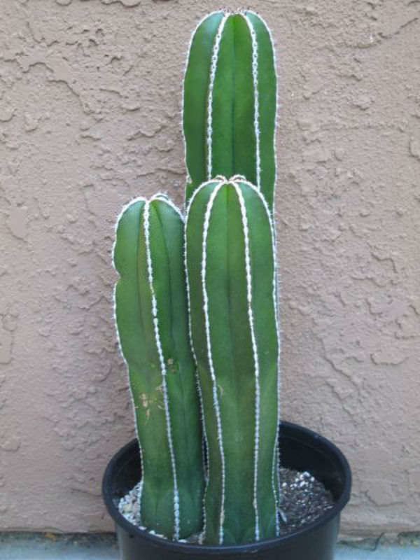 Pachycereus marginatus Pachycereus marginatus Mexican Fence Post Cactus World of Succulents