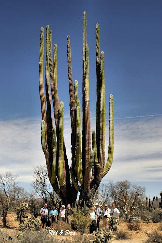 Pachycereus pringlei The largest Cardn cactus Pachycereus pringlei in Baja California