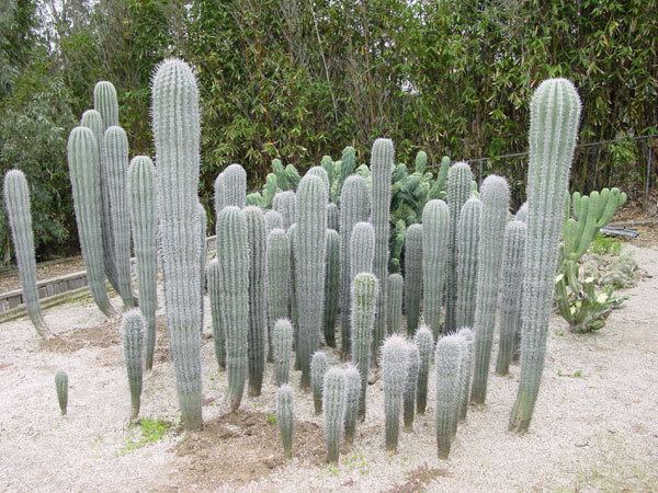 Pachycereus pringlei Online Guide to the positive identification of Members of the
