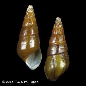 Pachychilidae PACHYCHILIDAE Shells For Sale Conchology Inc
