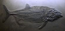 Pachycormus (fish) httpsuploadwikimediaorgwikipediacommonsthu