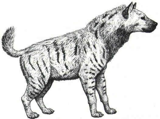 Pachycrocuta Giant Shortfaced Hyena Pachycrocuta brevirostus