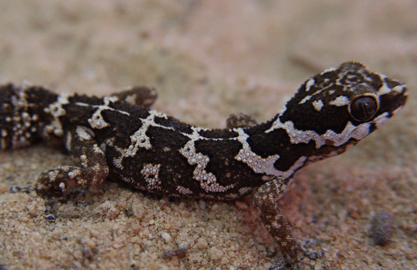 Pachydactylus Three to Get Ready Pachydactylus Gecko Time Gecko Time