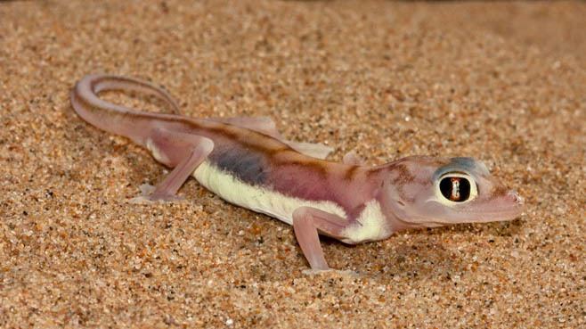Pachydactylus rangei Pachydactylus rangei Webfooted gecko