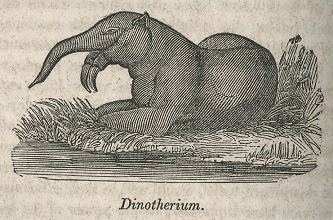 Pachydermata extracts from Wonders of Geology by Samuel G Goodrich 1844
