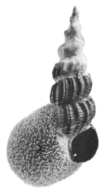 Pachydictyum globosum