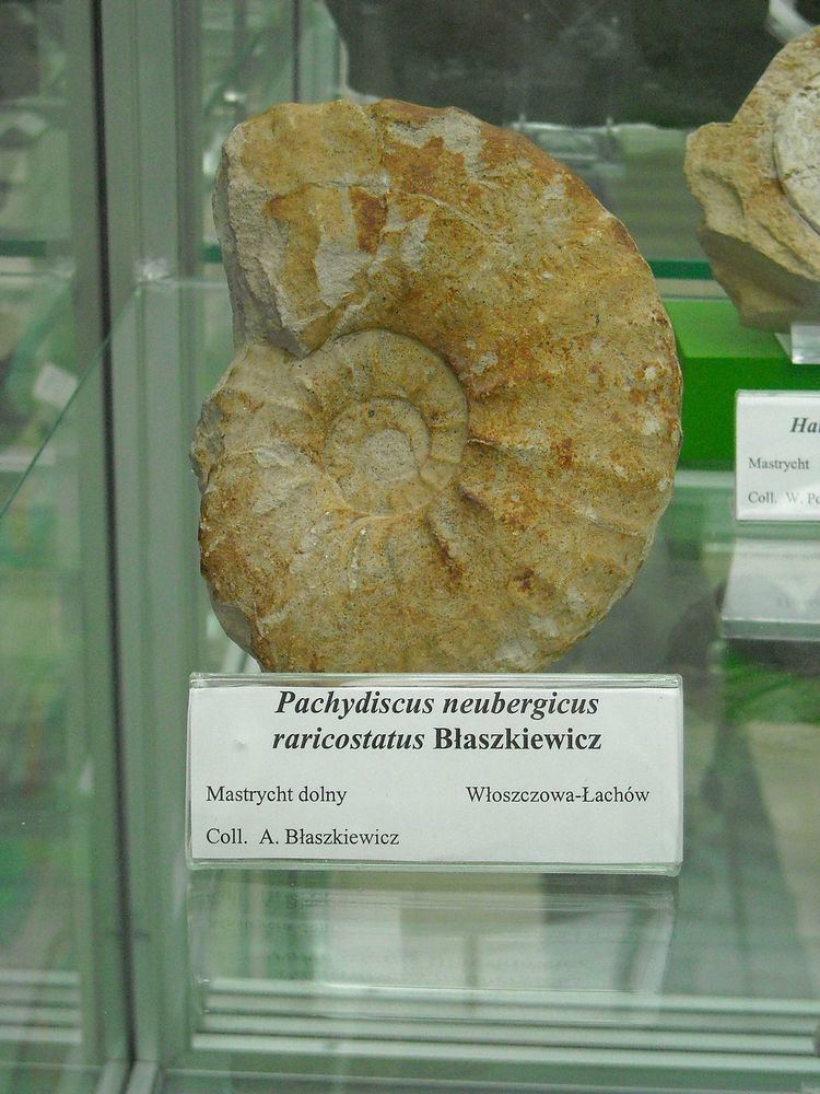 Pachydiscus Pachydiscus Wikipedia